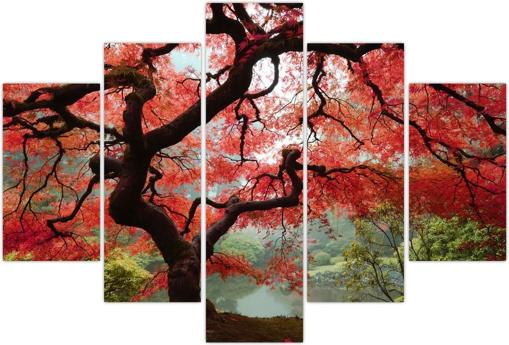 Tablou - Arțarul japonez roșu, Portland, Oregon (150x105 cm)