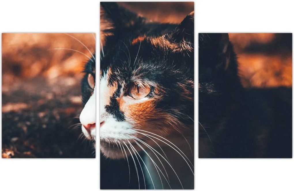 Tablou - Privirea pisicii (90x60 cm)