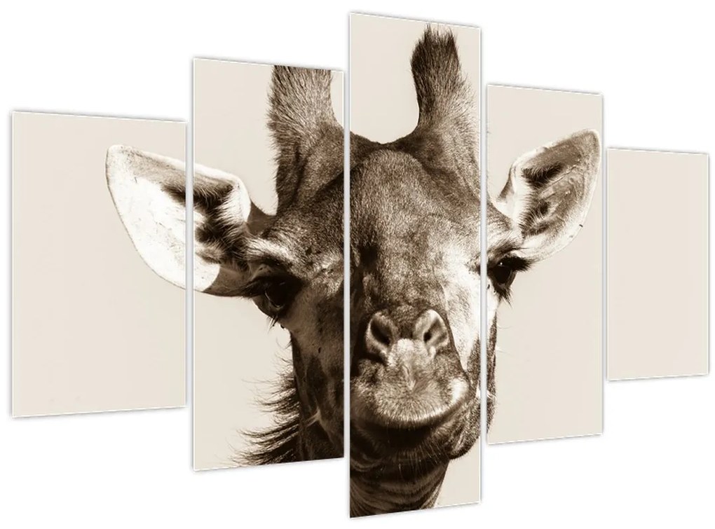 Tablou - Portret de girafă, de epocă (150x105 cm)