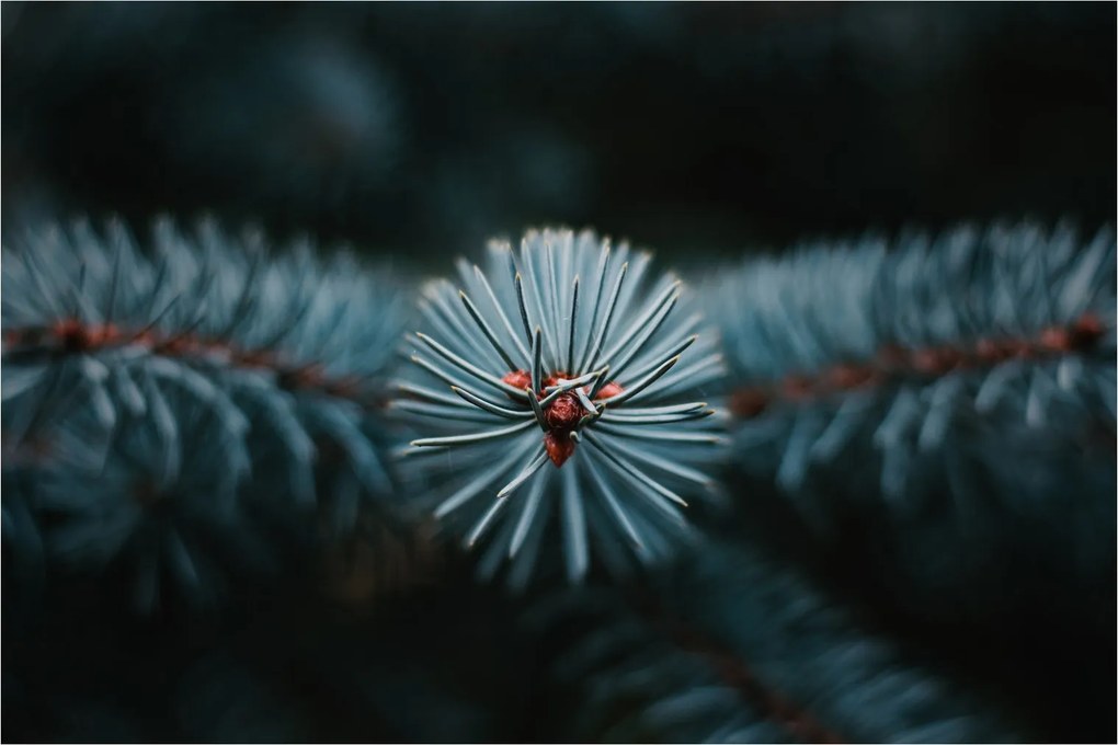 Tablou -Crenguțe ale unui conifer (90x60 cm)