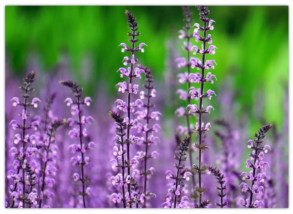 Tablou cu flori de luncă violete (70x50 cm)