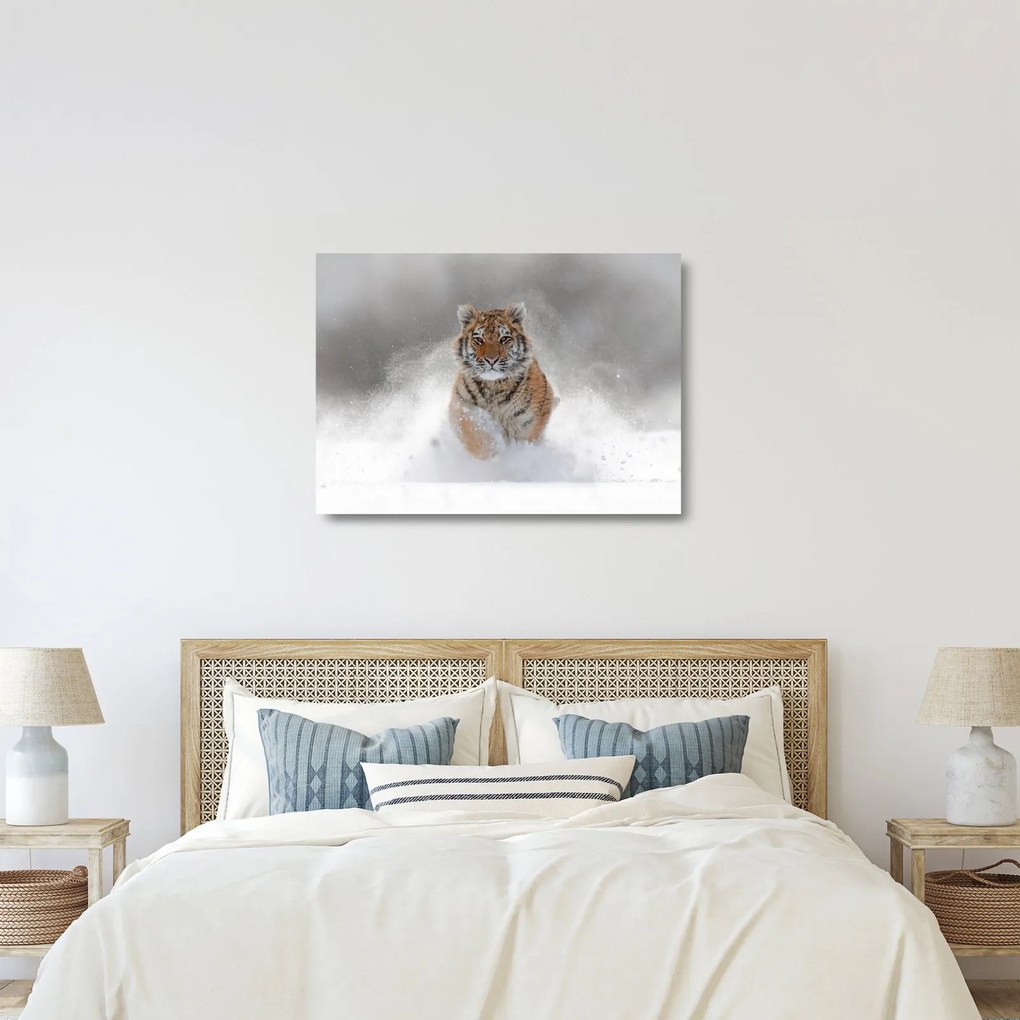 Tablou pe sticlă cutigru fugind prin zăpadă (70x50 cm)