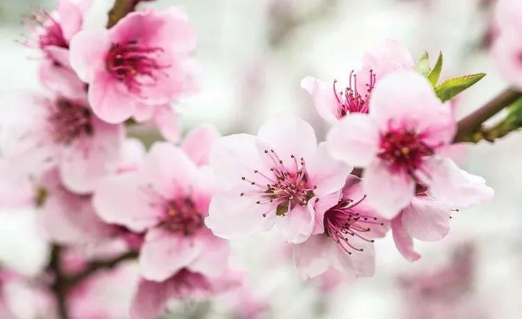 Cherry Blossom Flowers Fototapet, (416 x 254 cm)