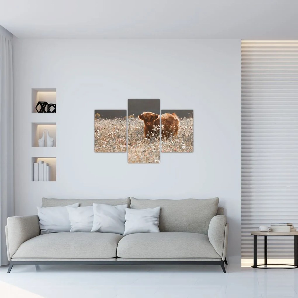 Tablou - Vacă scoțiană (90x60 cm)