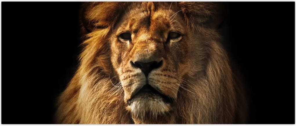 Tablou - Leu cu o coamă bogată (120x50 cm)