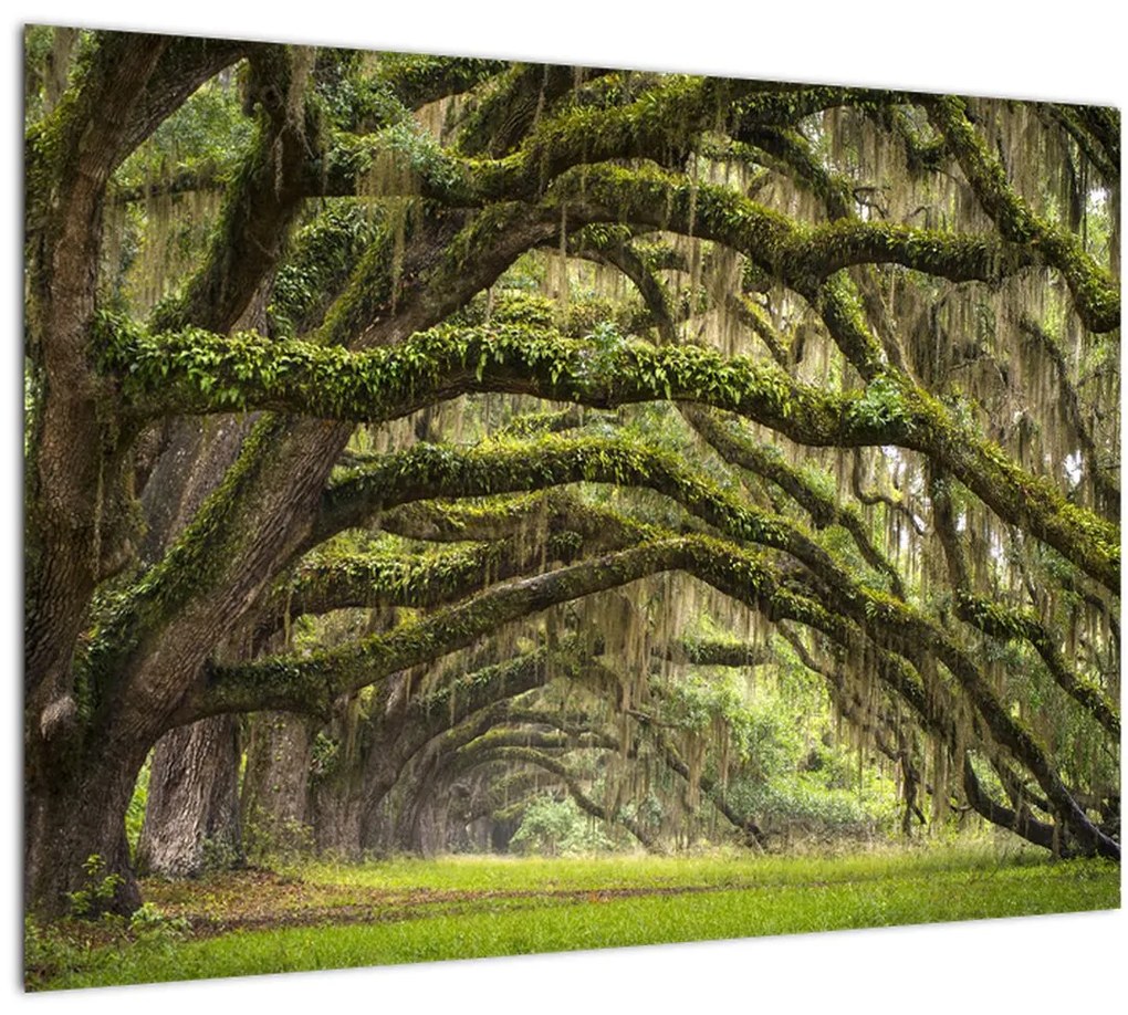 Tablou - Oaks Avenue, Charleston, Carolina de Sud, SUA (70x50 cm)