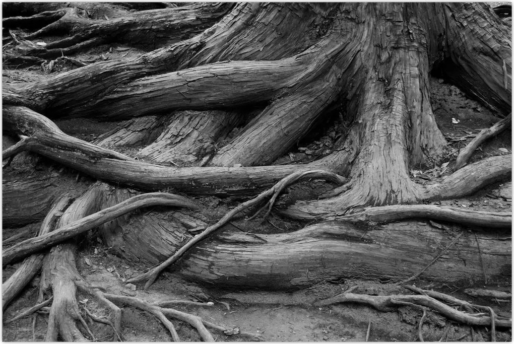 Tablou - Rădăcinile copacului (90x60 cm)