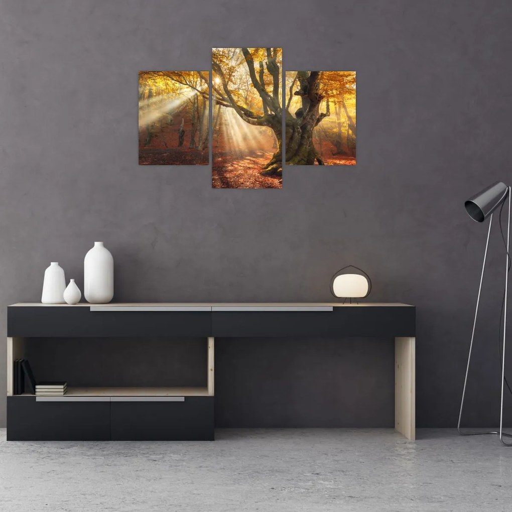 Tablou - Lumina de toamnă (90x60 cm)