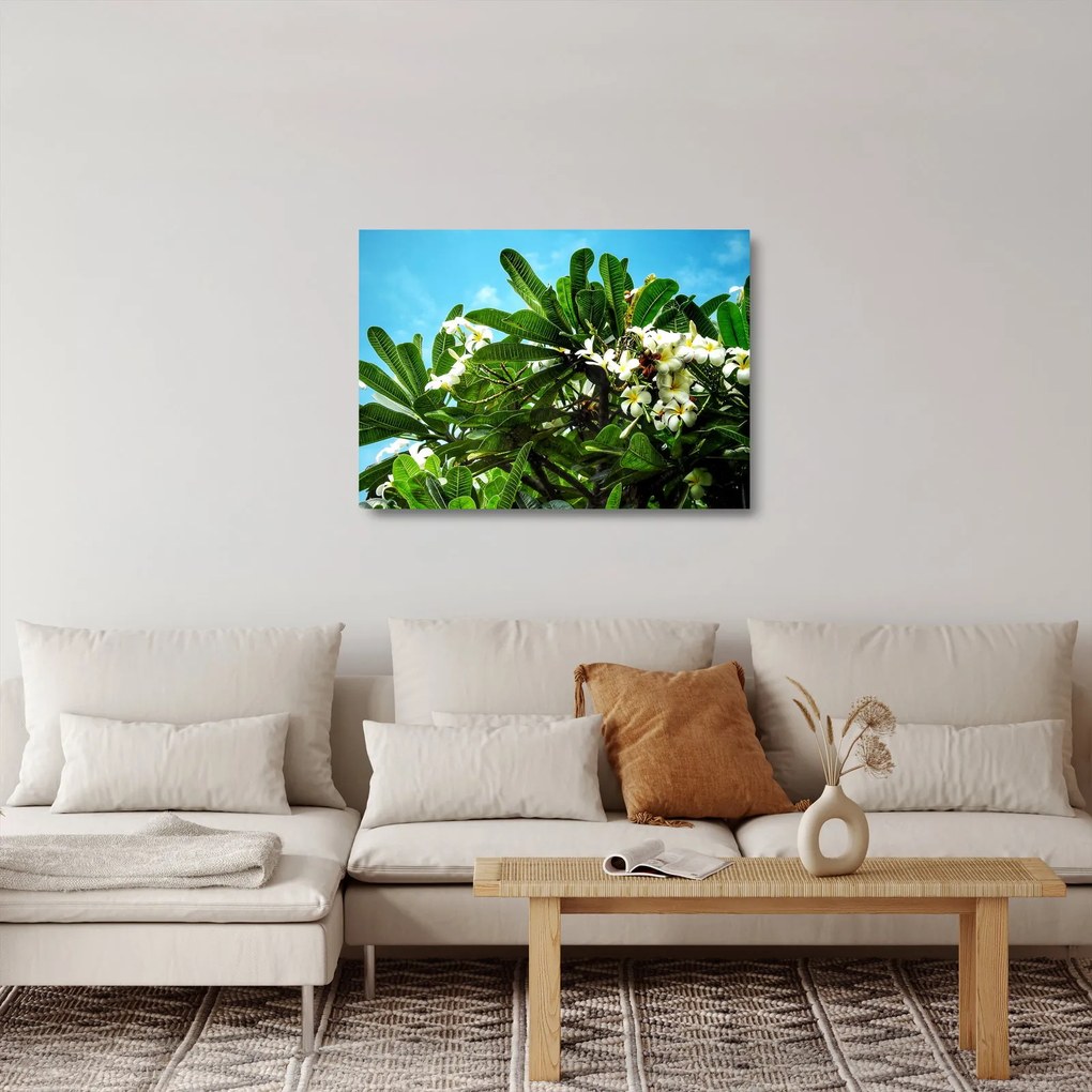 Tablou pe sticlă - Plumeria (70x50 cm)