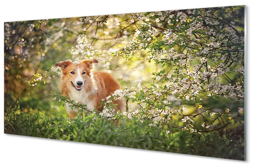 Tablouri acrilice Dog flori pădure
