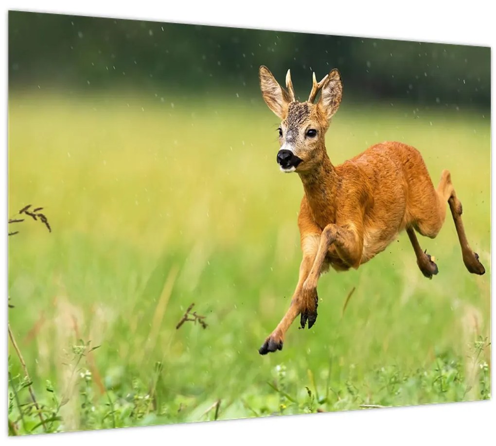 Tablou - Haită (70x50 cm)