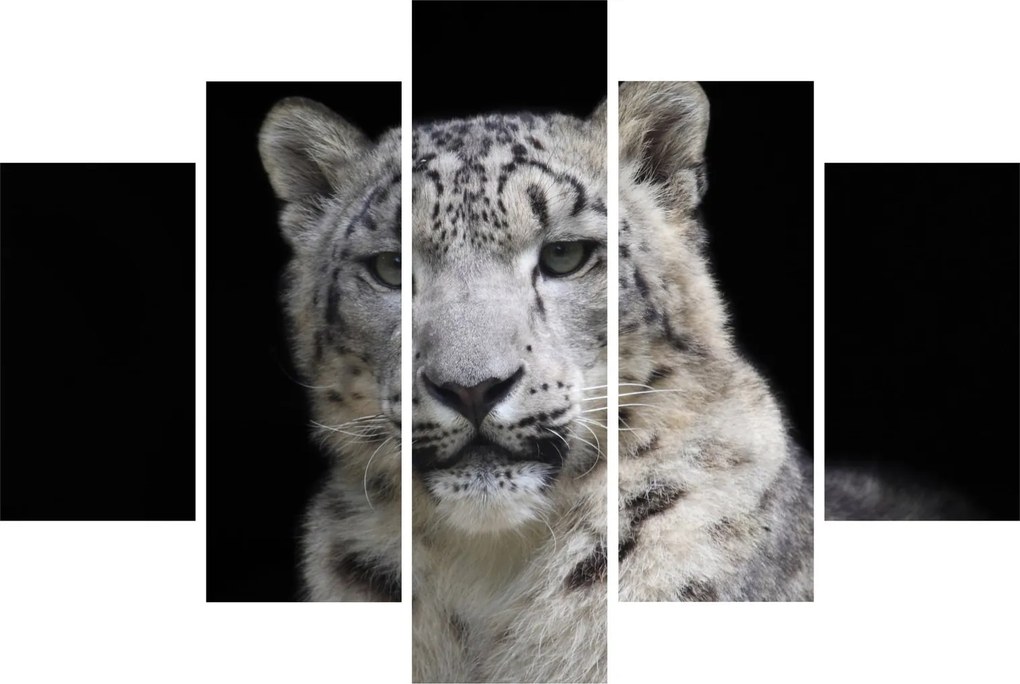 Tablou - Snow Leopard (150x105 cm)
