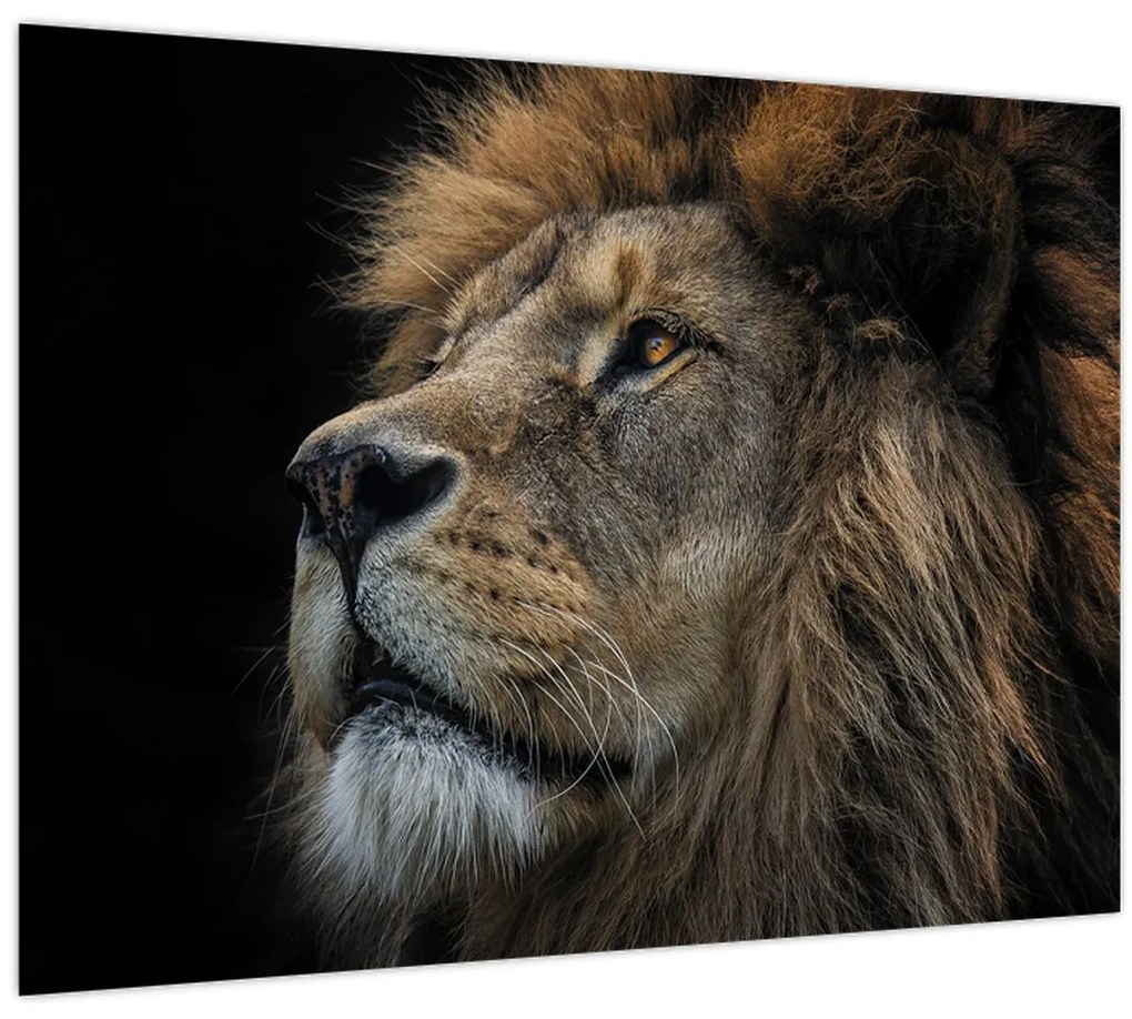 Tablou - Leul maiestuos (70x50 cm)