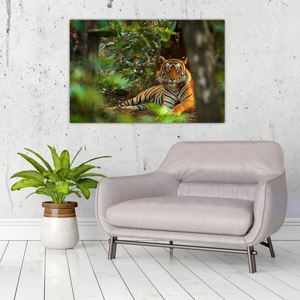 Tablou - Tigru odihnindu -se (90x60 cm)