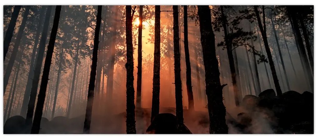 Tablou cu pădure întunecată (120x50 cm)