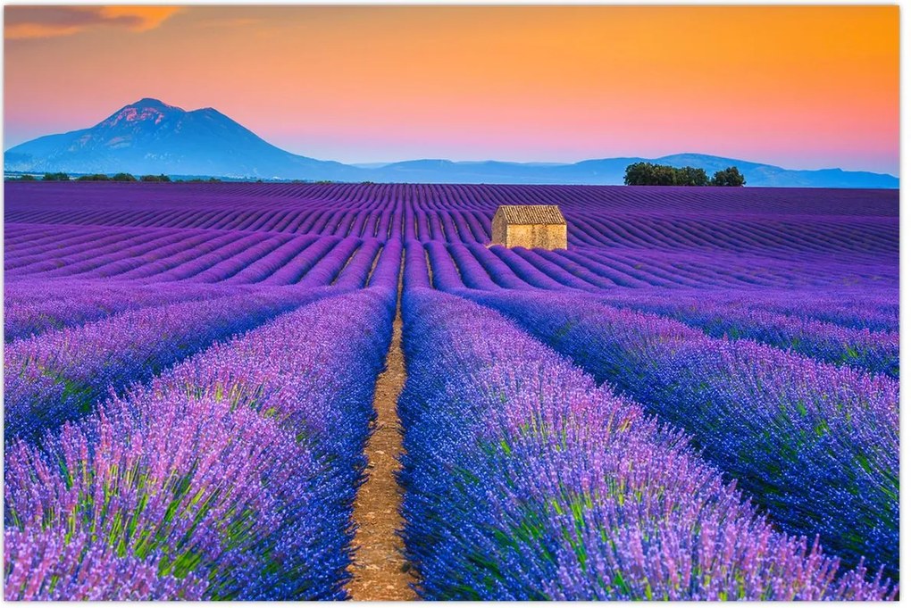 Tablou - Câmp de levănțica (90x60 cm)