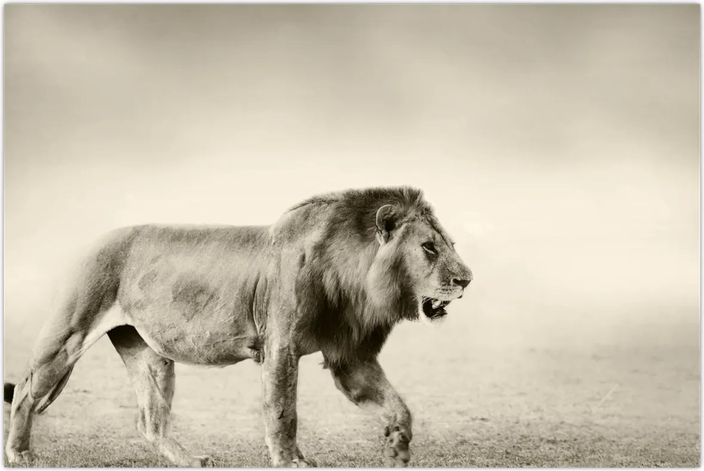 Tablou - Leul flămând (90x60 cm)