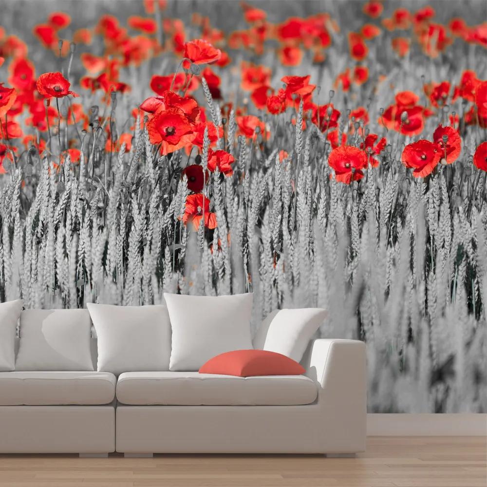 Fototapet Bimago - Red poppies on black and white background + Adeziv gratuit 200x154 cm