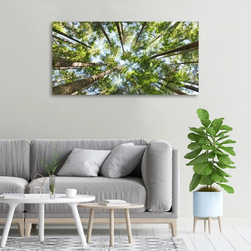 Imprimare tablou canvas Ramuri superioare ale unui copac