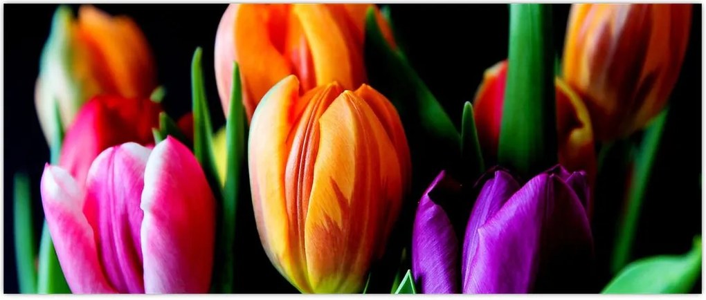 Tablou -Lalele pe fond negru (120x50 cm)