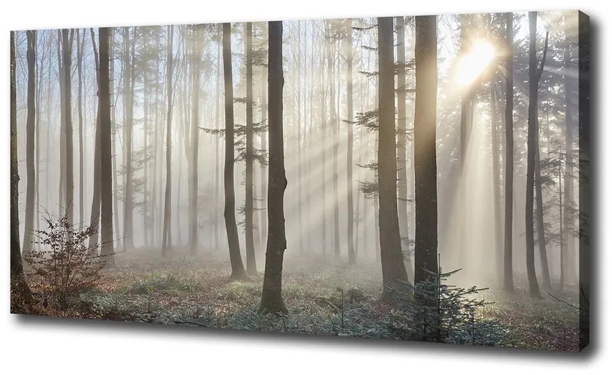 Imprimare tablou canvas Ceață în pădure