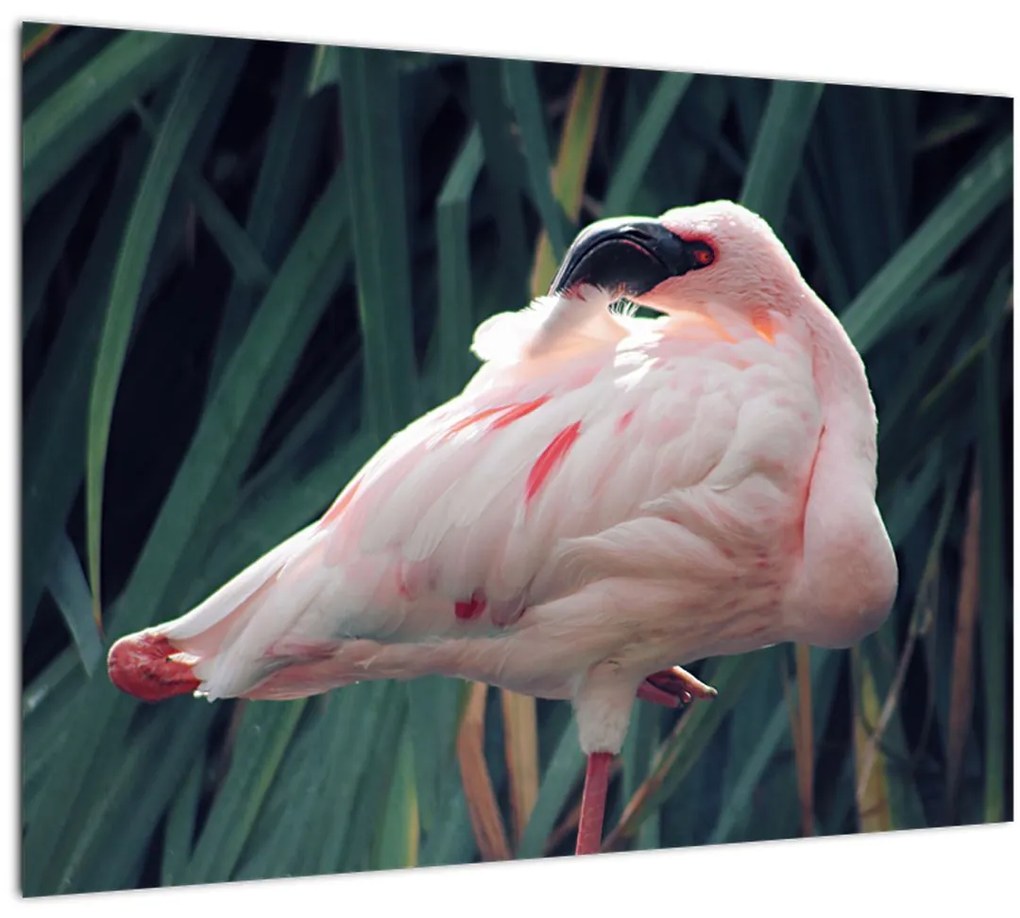 Tablou - Pasărea Flamengo (70x50 cm)