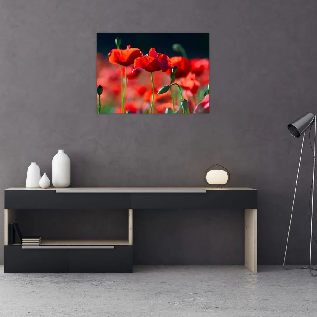 Tablou - flori de maci (70x50 cm)
