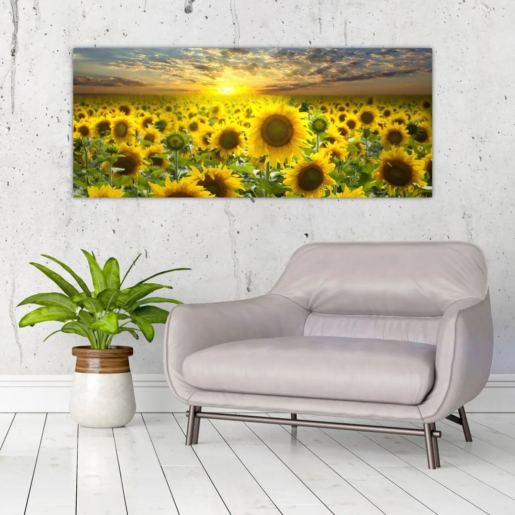 Tablou - Floarea-soarelui la apus de soare (120x50 cm)