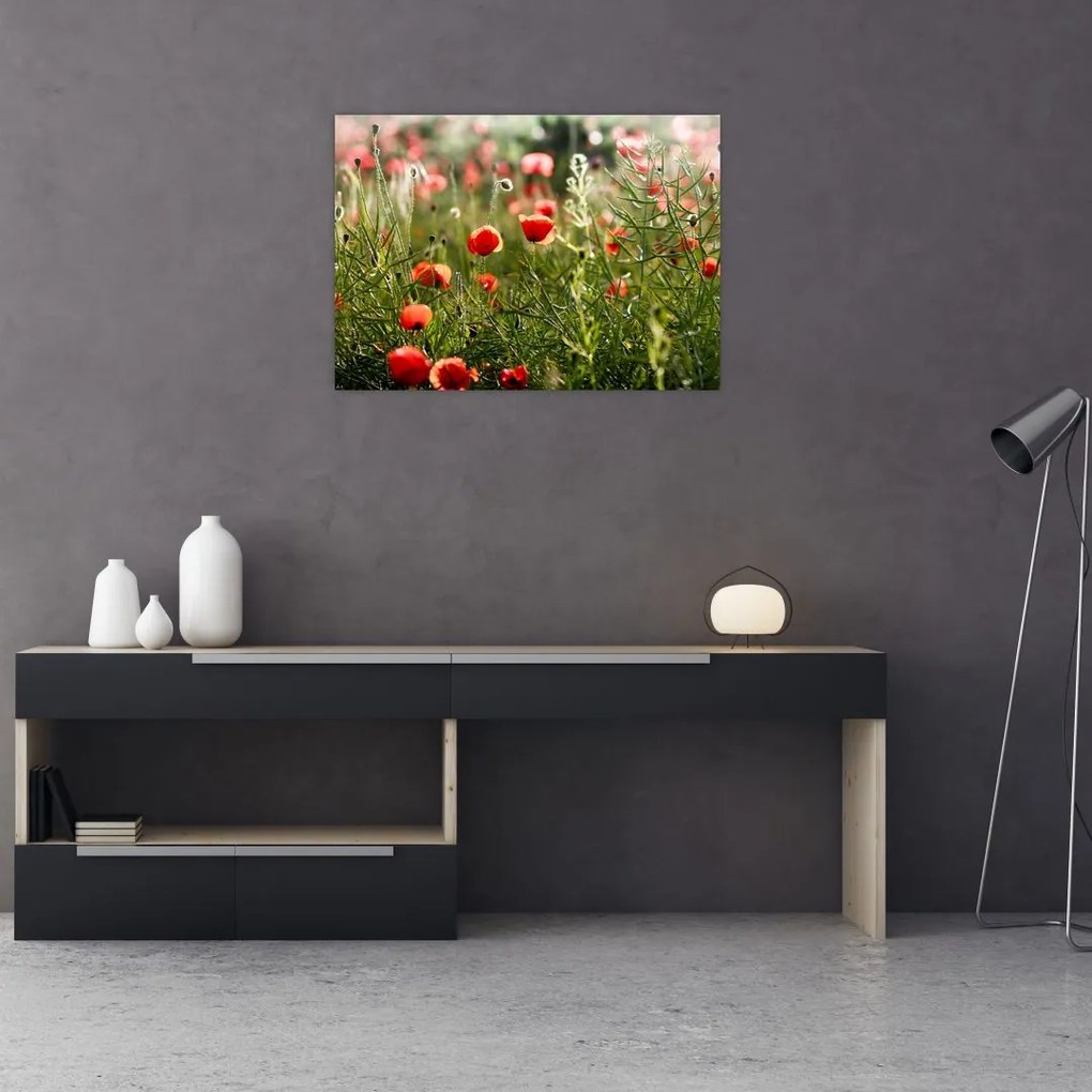Tablou pe sticlă cu maci (70x50 cm)