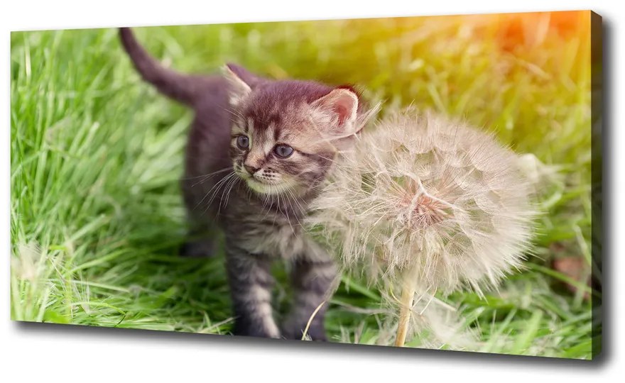 Tablou canvas Pisoi cu păpădia