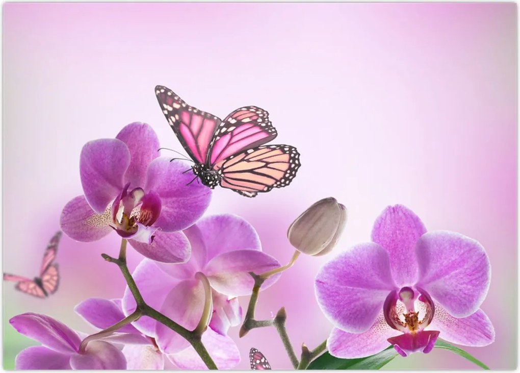 Tablou - Fluture pe flori de orhidee, liliac (70x50 cm)