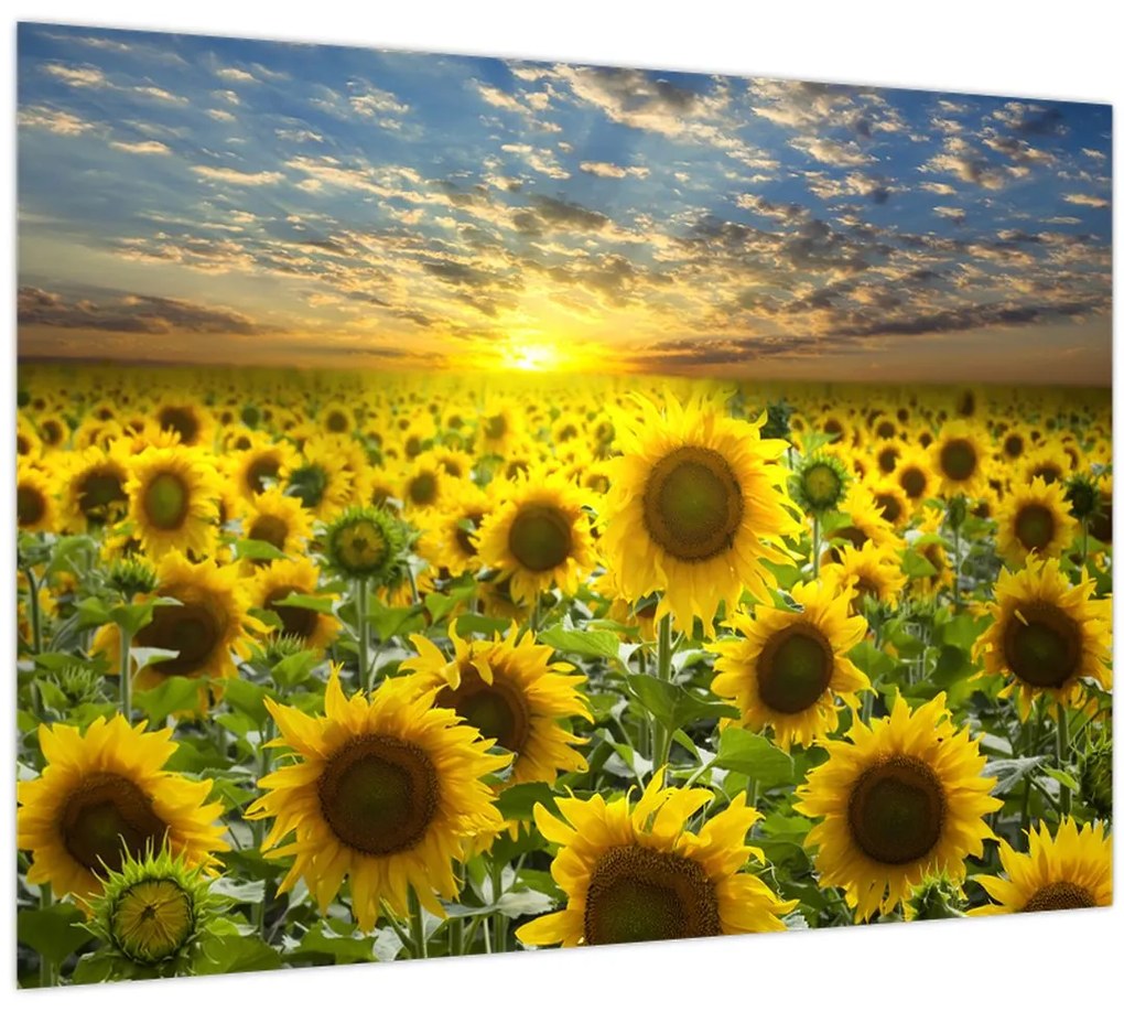 Tablou pe sticlă - Floarea-soarelui la apus de soare (70x50 cm)