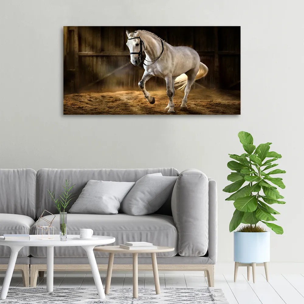 Imprimare tablou canvas Cal alb în grajd
