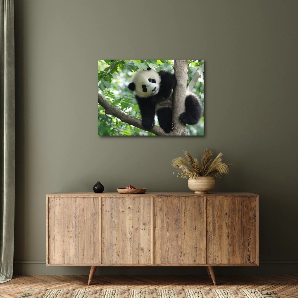 Tablou - Panda in copac (70x50 cm)