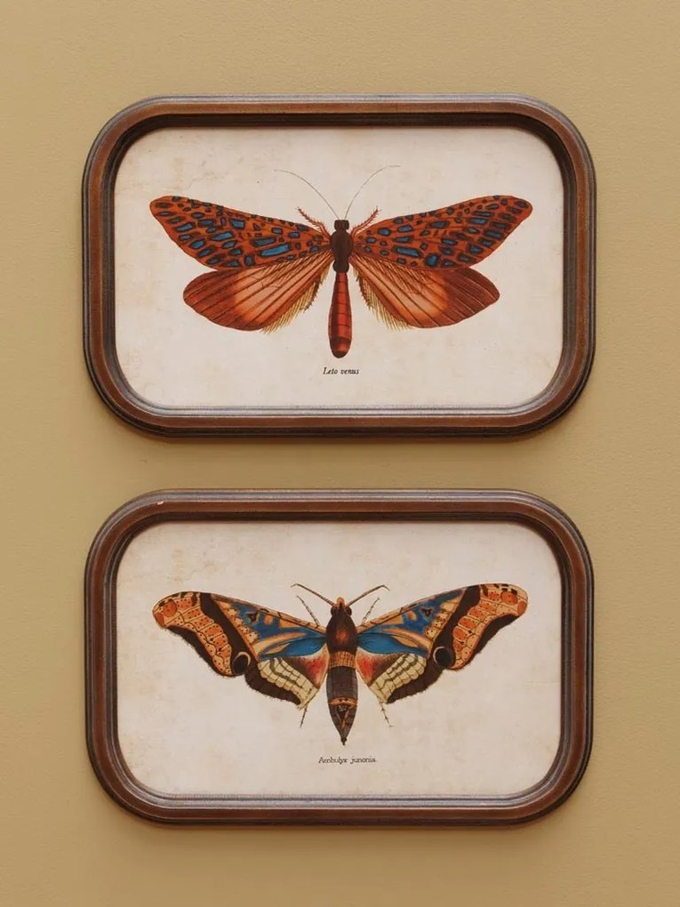 Set 2 tablouri cu fluturi, cu rama din lemn, Butterfly
