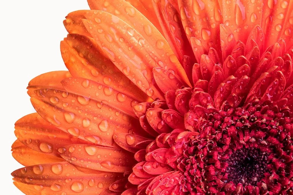 Tapet gerbera cu picături de apă