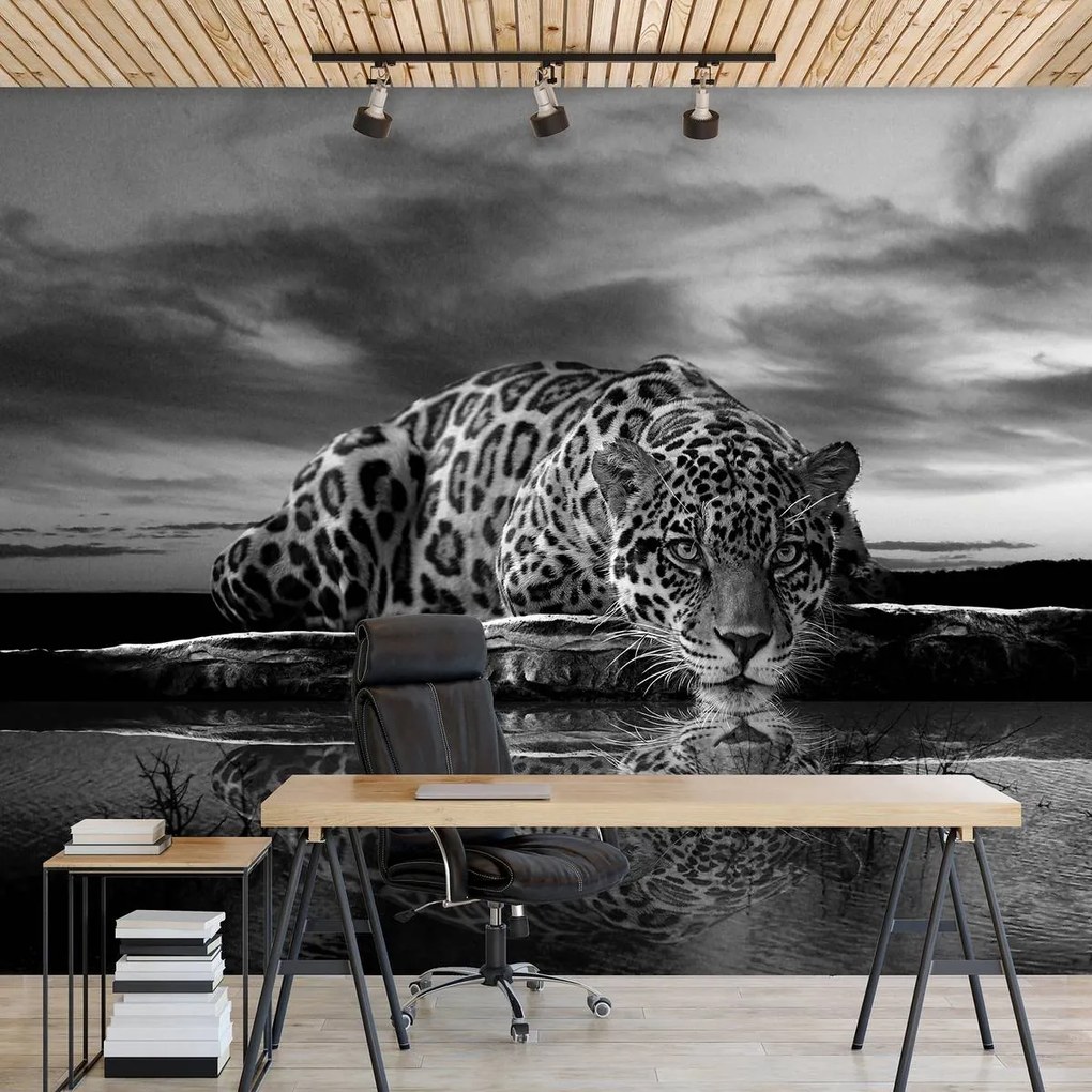 Fototapet - Jaguar târâtor în alb și negru (254x184 cm)