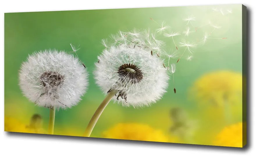 Tablou pe pânză canvas Păpădia