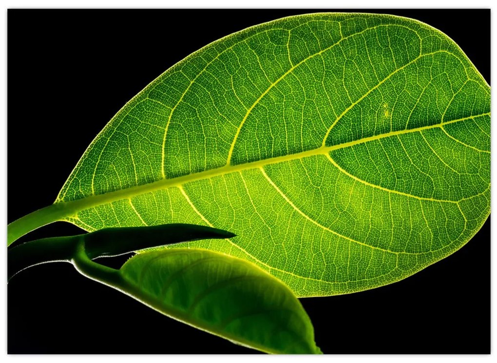 Tablou - frunză verde (70x50 cm)