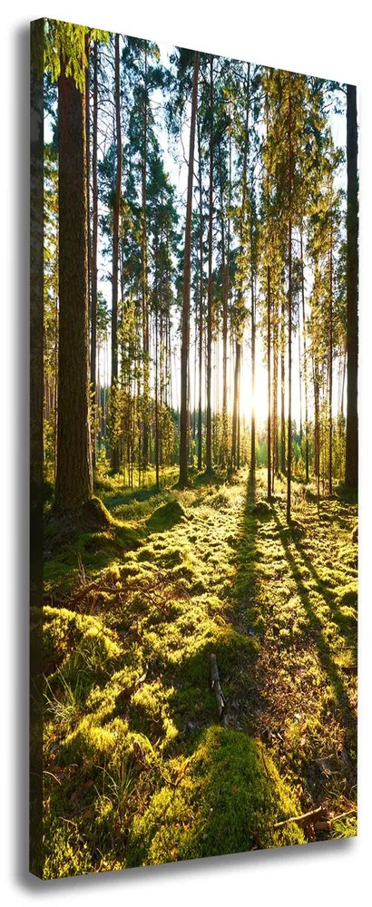Pictură pe pânză O pădure de pini
