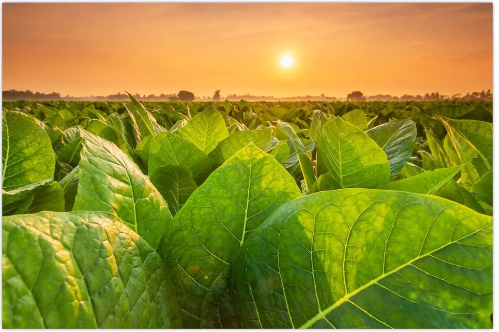 Tablou - Câmp (90x60 cm)