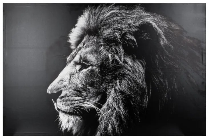 Tablou canvas Lion Black, 118x78 cm