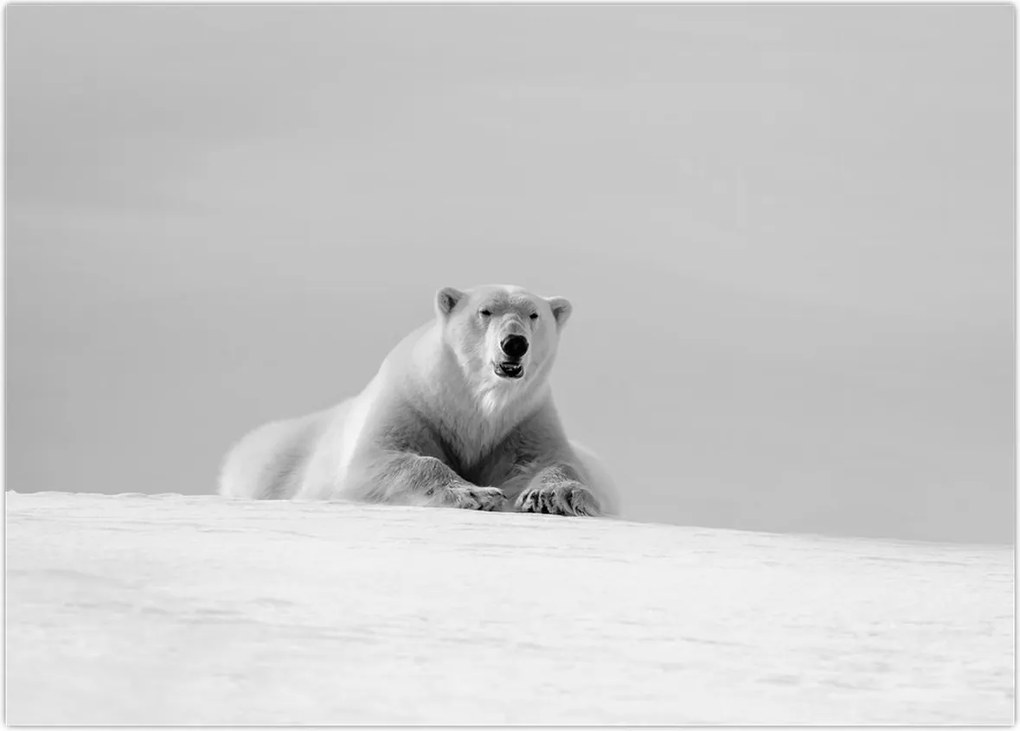 Tablou pe sticlă - Ursul polar (70x50 cm)