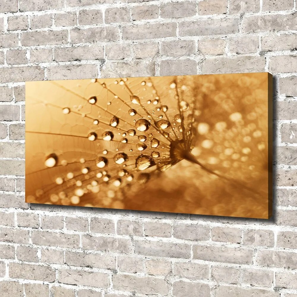 Print pe canvas Păpădie