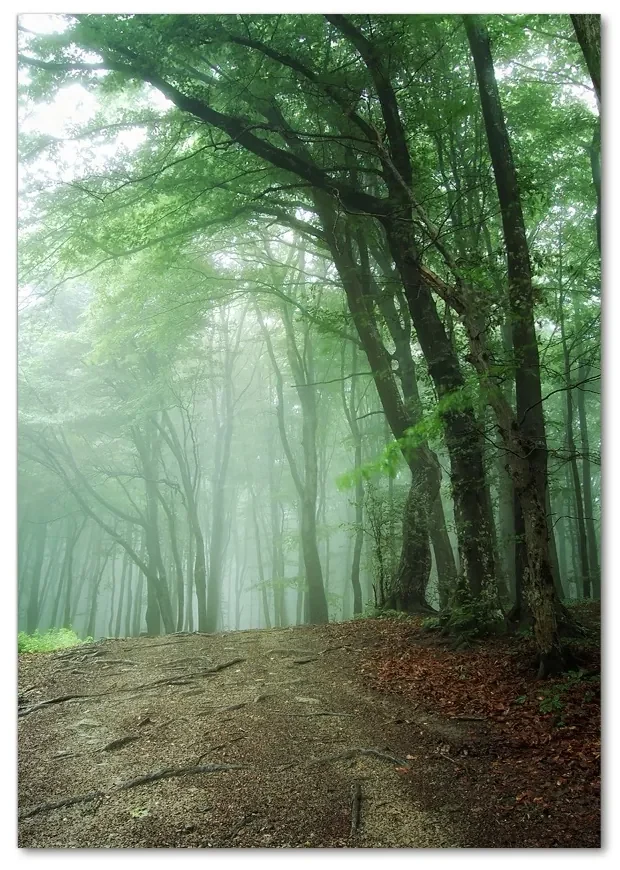 Tablou din Sticlă Ceață în pădure