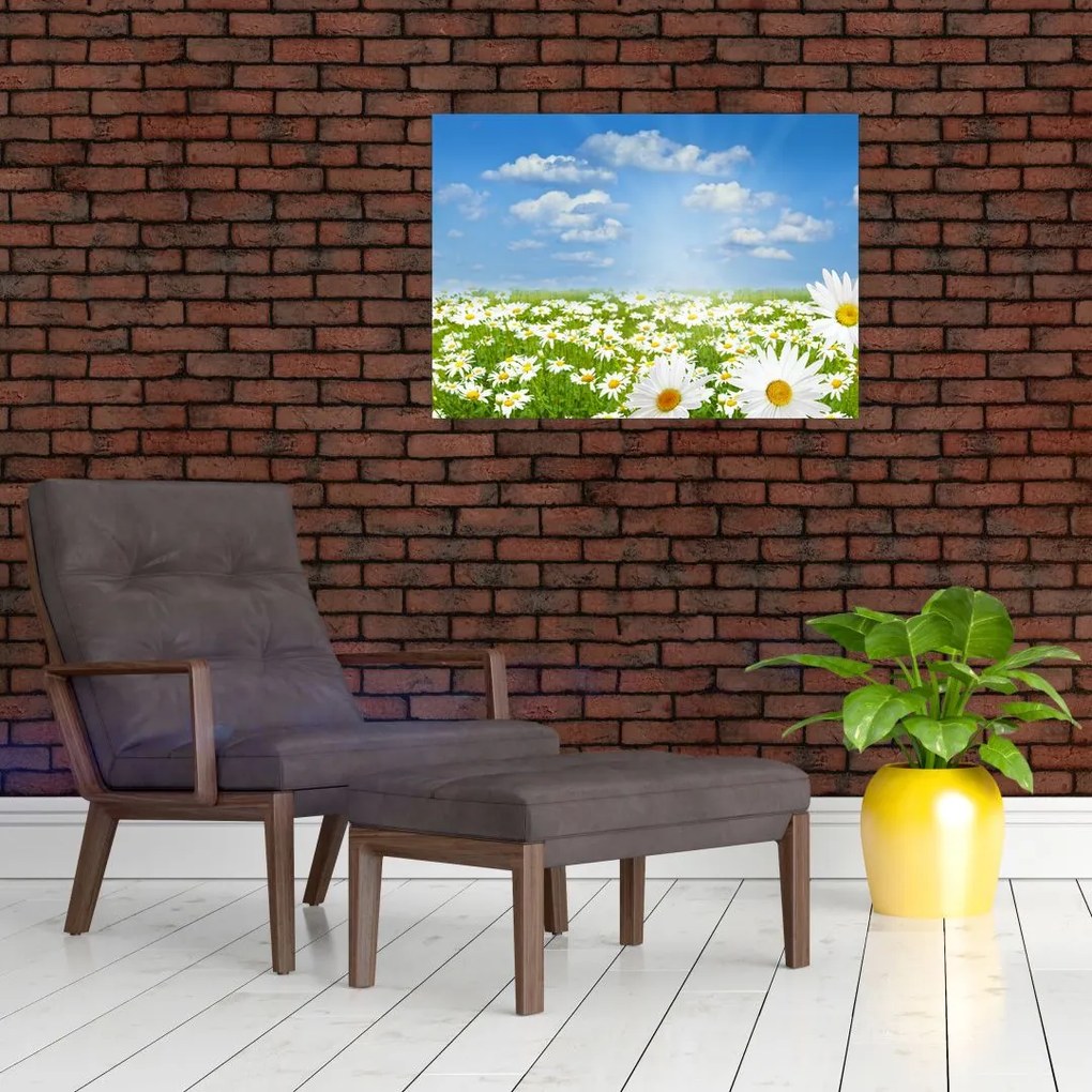 Tablou pe sticlă cu luncă înflorită cu margarete (70x50 cm)