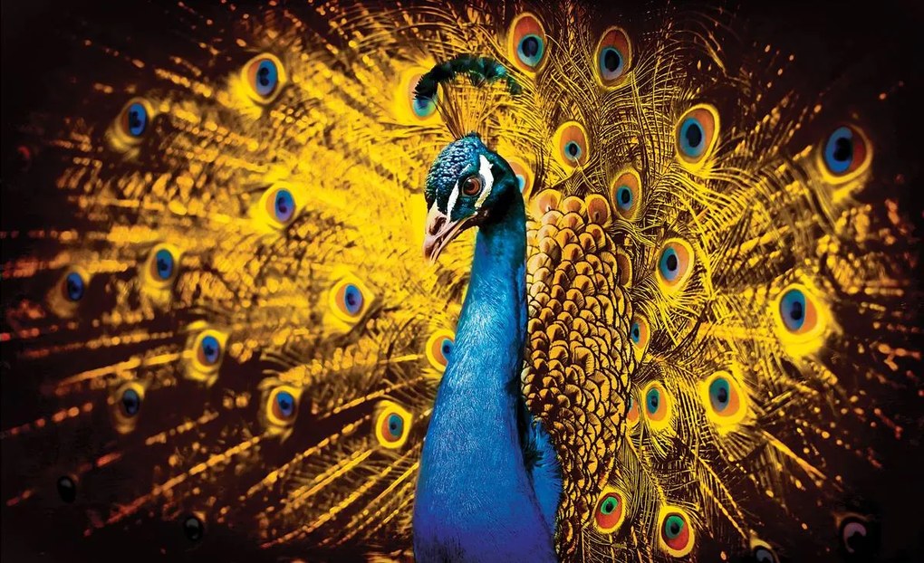Fototapet - Păun cu pene galbene (152,5x104 cm)