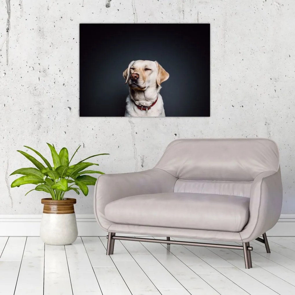 Tablou pe sticlă cu labrador (70x50 cm)