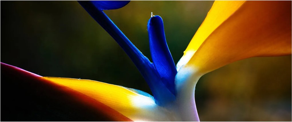 Tablou - Floare exotică (120x50 cm)