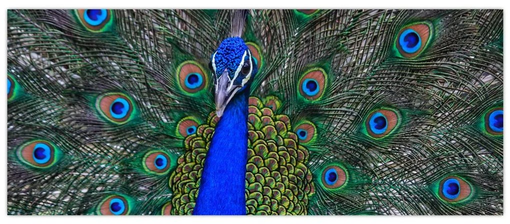 Tablou - Păun (120x50 cm)